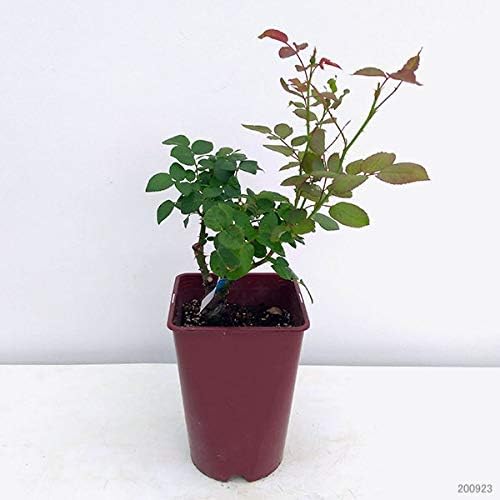 河内晩柑パール柑大苗木♪ レモンの横に ? ?^?-?^? ?^???^?*? 河内晩柑